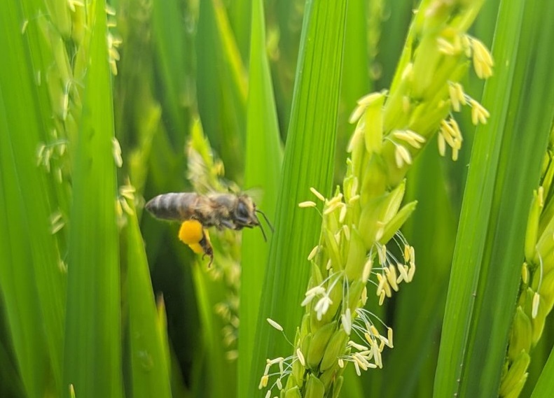 Planta de arroz não é fonte produtora do gás metano / Crédito: Mara Grohs