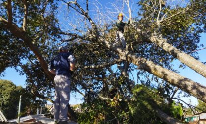 Ação conjunta é montada para retirar árvore no Bairro Fátima