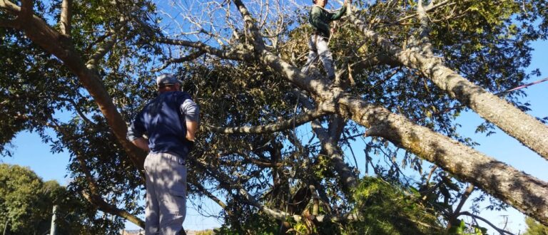 Ação conjunta é montada para retirar árvore no Bairro Fátima