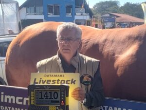 Fazenda Boa Esperança consagra pelo 7° ano consecutivo o touro mais pesado da Expointer