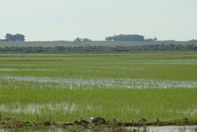 Lavoura de arroz: levantamento de custos de produção da Conab busca orientar os sistemas produtivos / Foto: Milos Silveira/OC/Arquivo