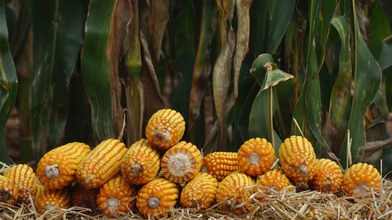 Produção rural: AGF de milho é mecanismo da Conab para regular mercado e garantir preço mínimo ao produtor / Foto: Fernando Dias/Seapdr