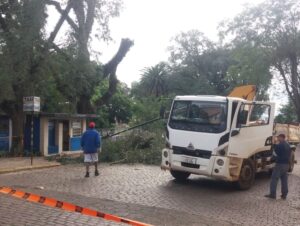 Podas de árvores na José Bonifácio interrompem trânsito