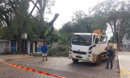 Podas de árvores na José Bonifácio interrompem trânsito