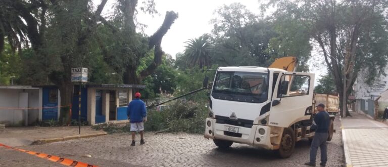 Podas de árvores na José Bonifácio interrompem trânsito