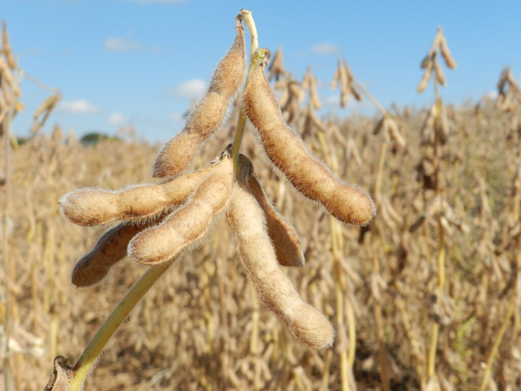 Lavoura: produtores de regiões de risco climático ganham flexibilidade em linhas de custeio agrícola / Foto: Embrapa/Divulgação