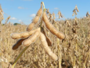 Áreas de risco climático têm crédito rural flexibilizado pelo governo