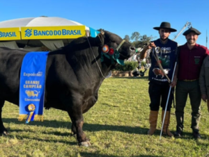 Kalunga da Boa Esperança: touro de Cachoeira é grande campeão Limousin da Expointer 2023