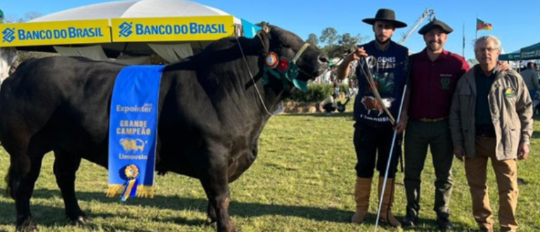 Kalunga da Boa Esperança: touro de Cachoeira é grande campeão Limousin da Expointer 2023