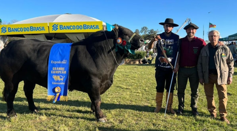 Touro Kalunga da Boa Esperança foi o grande campeão da raça Limousin na Expointer 2023 / Fotos: Divulgação