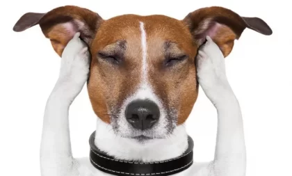 Saiba como aliviar o estresse do seu cão!