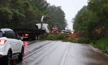 Queda de árvores interrompe trânsito na BR-290