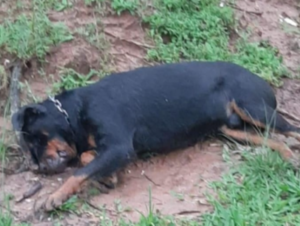 Cão da raça rottweiler é morto com tiro na cabeça no Bairro Universitário