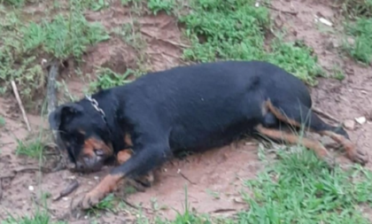 Cão da raça rottweiler é morto com tiro na cabeça no Bairro Universitário