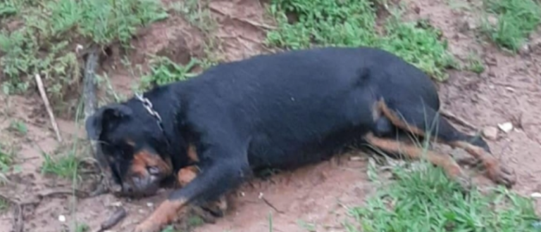 Cão da raça rottweiler é morto com tiro na cabeça no Bairro Universitário