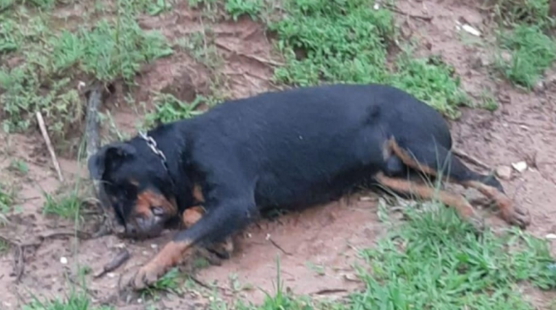 Morte de cão rottweiler no Bairro Universitário é investigada pela Polícia Civil / Foto: Divulgação