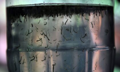 Levantamento com dados de novembro atualiza incidência de Dengue em Cachoeira