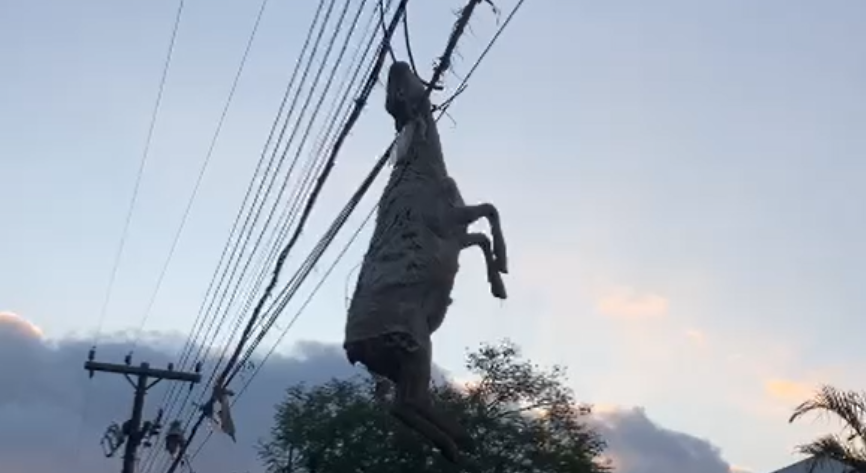 Em Mulum, uma ovelha morta amanheceu pendurada na fiação elétrica da cidade