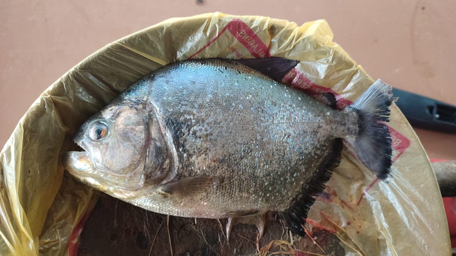 Coloração escura do exemplar chamou a atenção dos pescadores