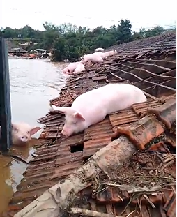 Porcos nadaram na enchente e se acomodaram em telhado de residência inundada no Vale do Taquari