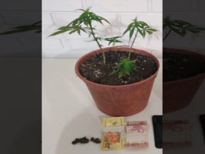 Otaviano: BM apreende vaso com quatro mudas similares com maconha