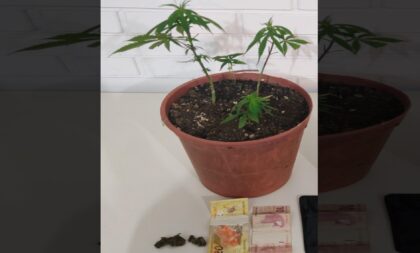 Otaviano: BM apreende vaso com quatro mudas similares com maconha