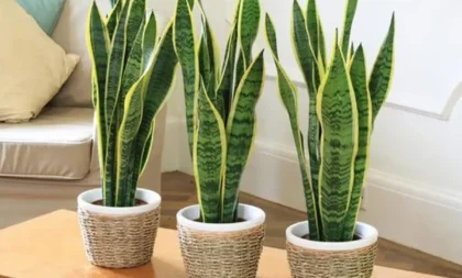 Conheça as plantas que trazem sorte e riqueza para casa