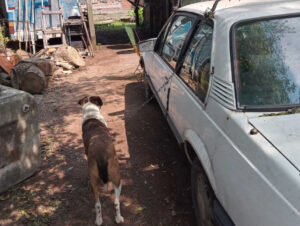 Homem amarra cão a carro e arrasta animal pela rua