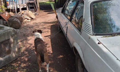 Homem amarra cão a carro e arrasta animal pela rua