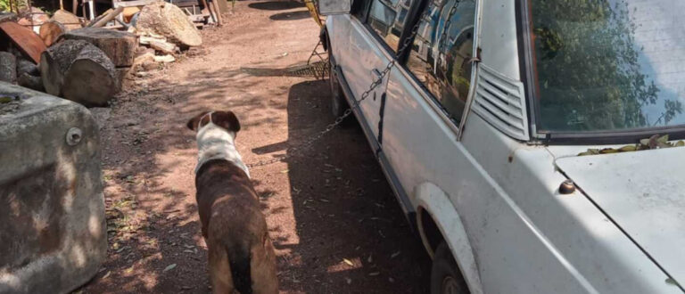 Homem amarra cão a carro e arrasta animal pela rua