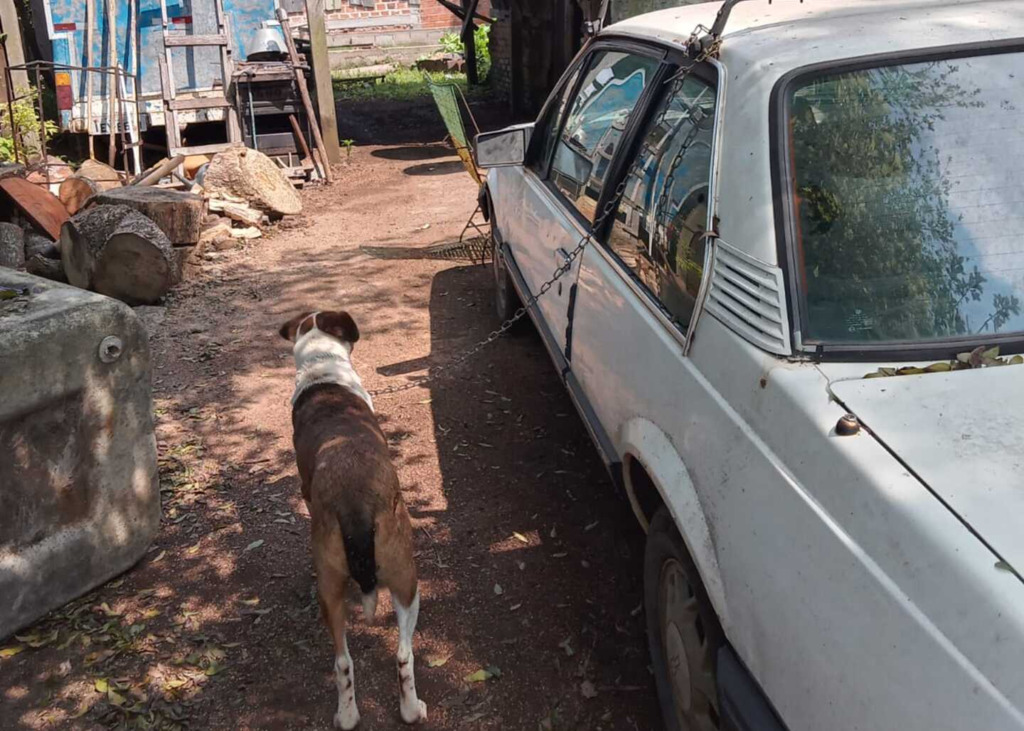 Policiais localizaram o animal ainda amarrado / Crédito: BM