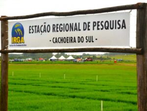 Dia de Campo Estadual do Irga será em Cachoeira do Sul