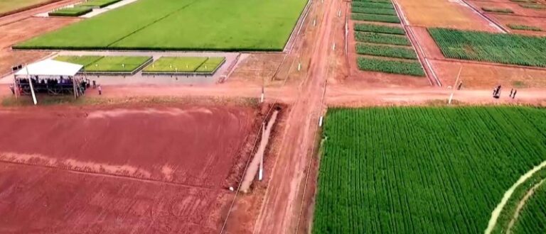 Confira vídeo do Dia de Campo do Irga de 2024 em Cachoeira do Sul