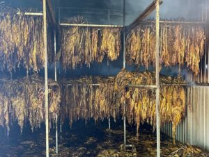 Cerro Branco: incêndio provoca perda total de arrobas em estufa elétrica
