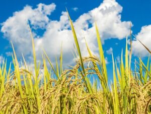 Projeto prevê título de Capital Nacional do Arroz para Cachoeira do Sul