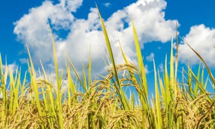 Projeto prevê título de Capital Nacional do Arroz para Cachoeira do Sul