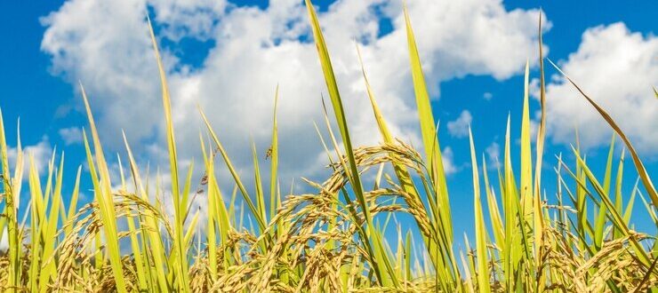 Projeto prevê título de Capital Nacional do Arroz para Cachoeira do Sul