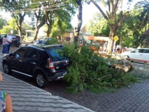 Galho de tipuana atinge carro ao cair na Sete de Setembro