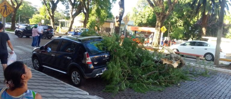 Galho de tipuana atinge carro ao cair na Sete de Setembro