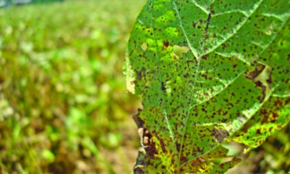 Secretaria da Agricultura divulga dados sobre ferrugem asiática