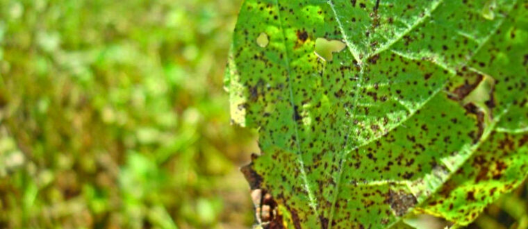 Secretaria da Agricultura divulga dados sobre ferrugem asiática