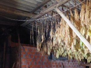Incêndio consome estufa de tabaco no interior de Agudo