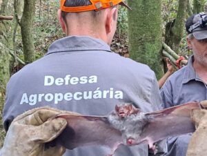 Raiva herbívora: programa alerta Cachoeira do Sul