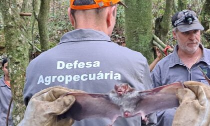 Raiva herbívora: programa alerta Cachoeira do Sul