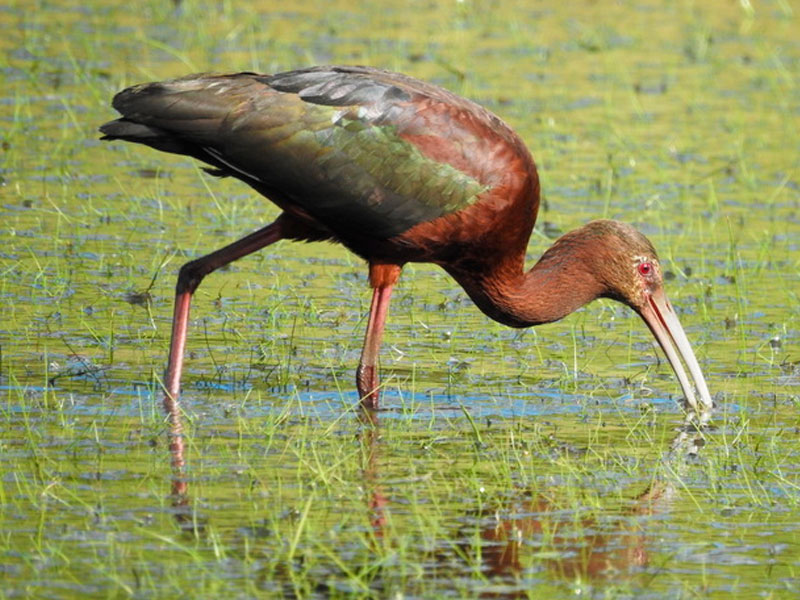 Foco de gripe H5N1 foi detectado em dois exemplares de ave conhecida como caraúna ou maçarico. Confirmação não altera o status sanitário do Estado e do país e raio de cinco quilômetros será monitorado/ Foto: WikiAves/Divulgação