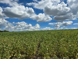 QUEBRA RECORDE: Aprosoja recomenda cautela e prudência aos produtores