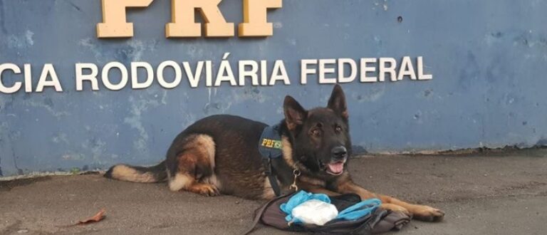 Cães farejadores ajudam na prisão de traficante em ônibus que seguia para Cachoeira