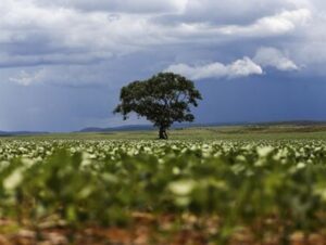 ÁUDIO – Clima adverso deve reduzir a produção de soja na safra 2023/2024