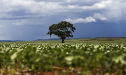 ÁUDIO – Clima adverso deve reduzir a produção de soja na safra 2023/2024