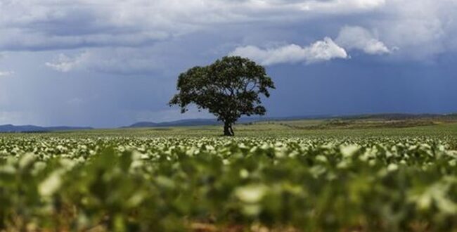 ÁUDIO – Clima adverso deve reduzir a produção de soja na safra 2023/2024